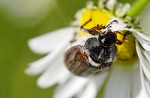 Ab Mai werden wir unser Angebot für Medizinstudenten und junge Ärzteauf Medizin-Blog.info weiter ausbauen.