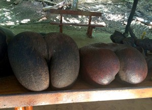 Die typische Seychellen-Frucht "Coco de Mer"