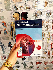 Neuroanatomie gehört in Heidelberg zum 4. Semester des Zahnmedizinstudiums.