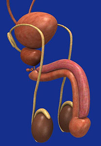 Bei der Vasektomie wird der Samenleiter (Ductus deferens) schonend und minimalinvasiv durchtrennt.